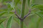 Lemon beebalm